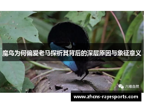 魔鸟为何偏爱老马探析其背后的深层原因与象征意义